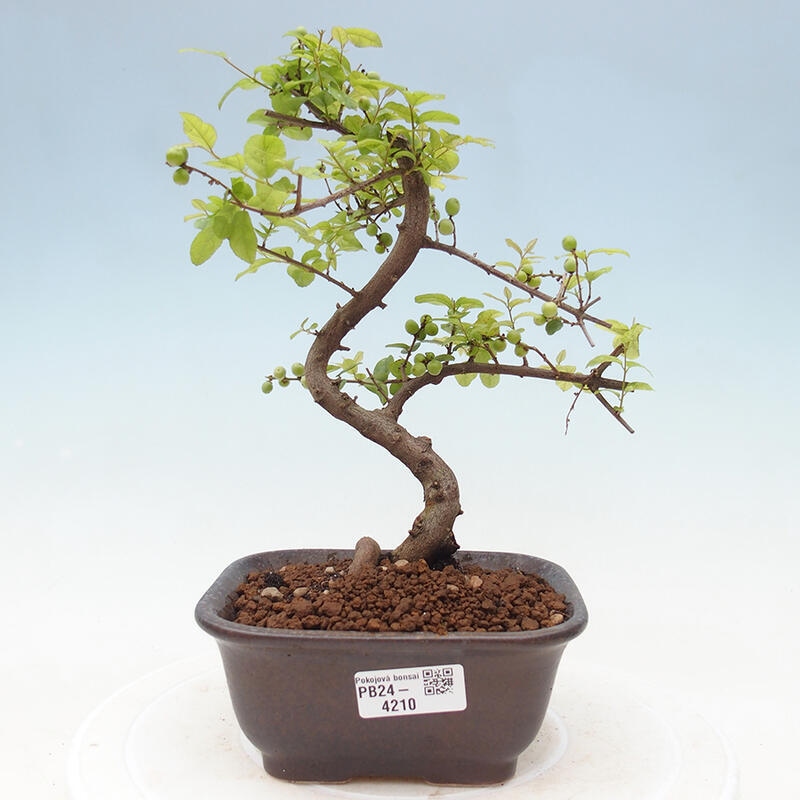 Izbová bonsai - Sagerécia thea - Sagerécia thea