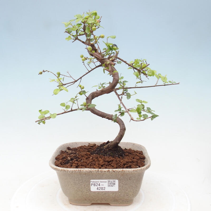 Izbová bonsai - Sagerécia thea - Sagerécia thea