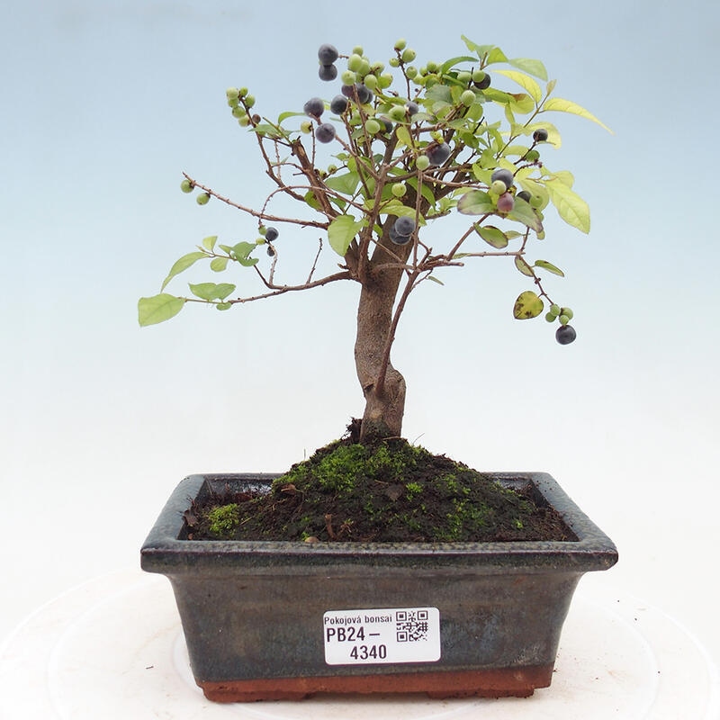 Izbová bonsai - Sagerécie thea - Sagerécie thea