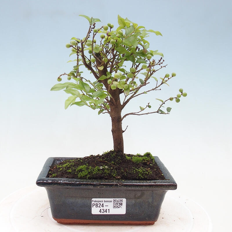 Izbová bonsai - Sagerécie thea - Sagerécie thea