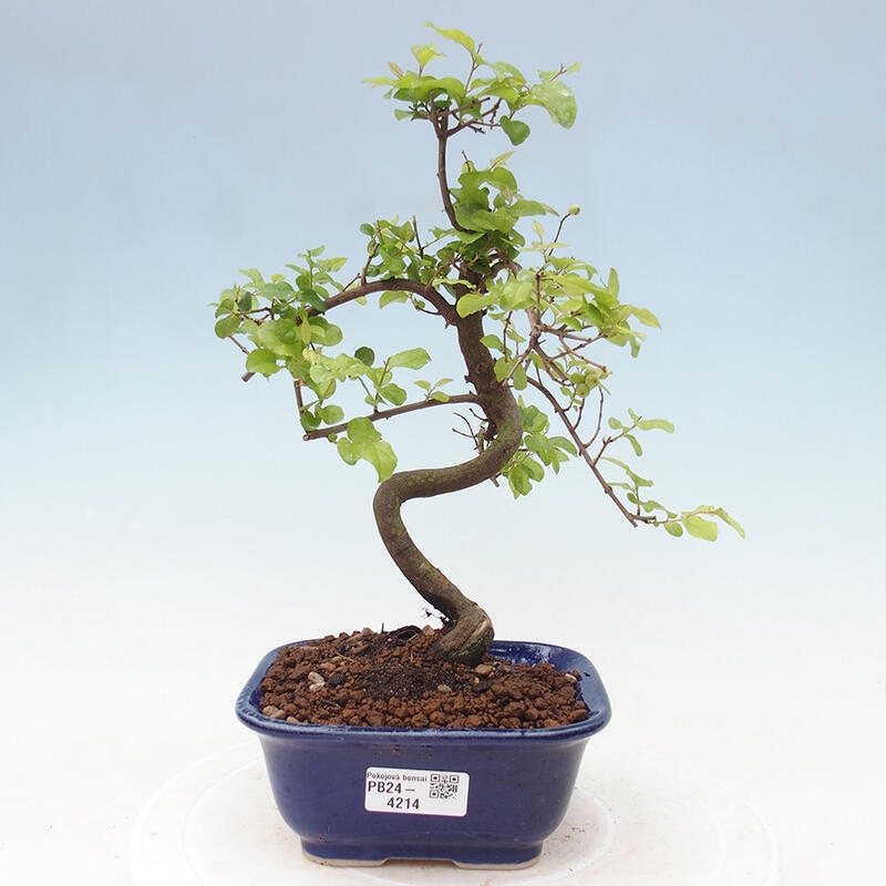 Izbová bonsai - Sagerécia thea - Sagerécia thea