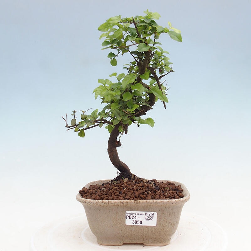 Izbová bonsai - Sagerécia thea - Sagerécia thea