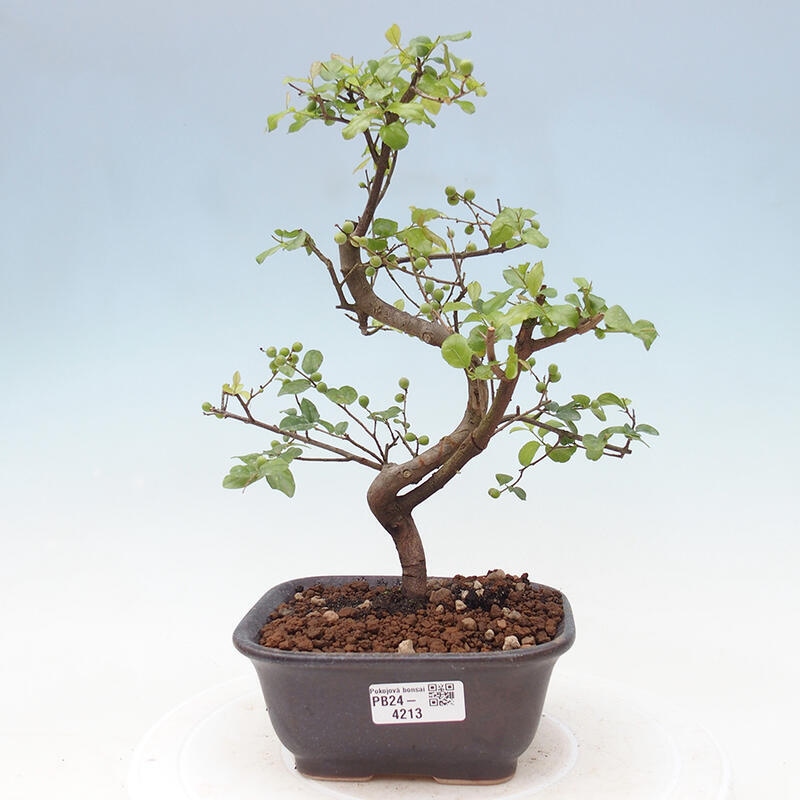 Izbová bonsai - Sagerécia thea - Sagerécia thea