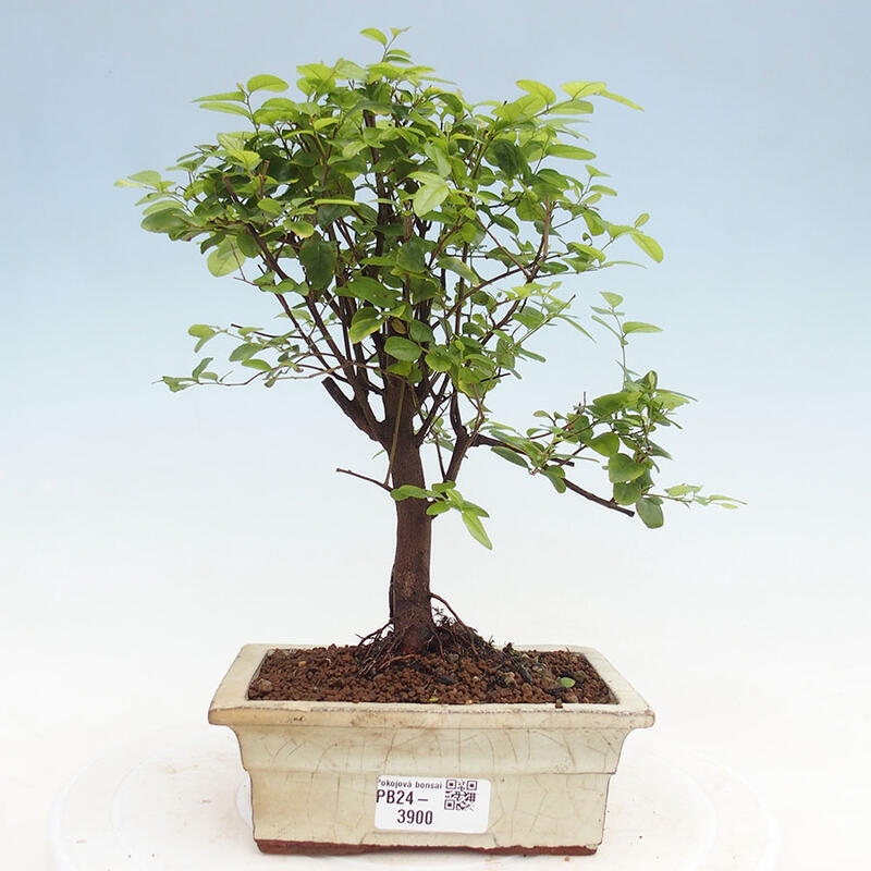 Izbová bonsai - Sagerécie thea - Sagerécie thea