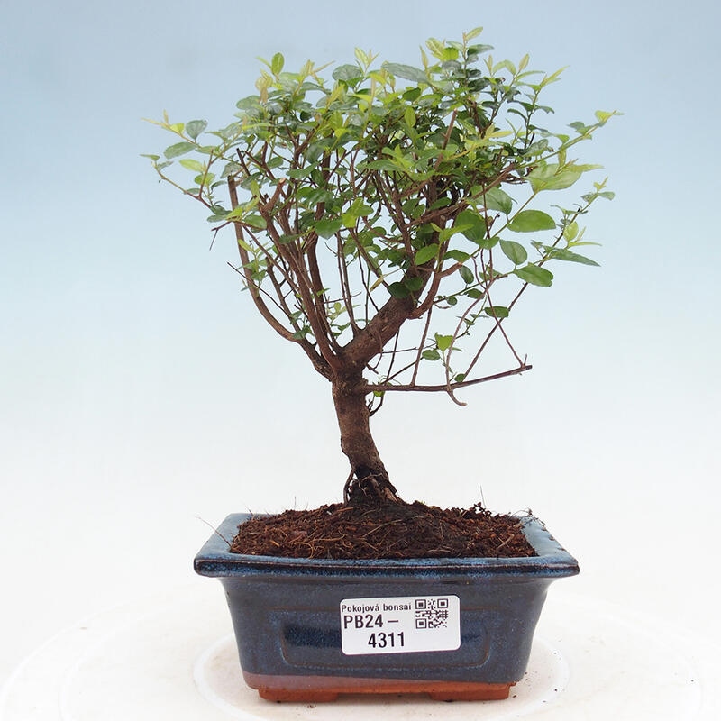 Izbová bonsai - Sagerécie thea - Sagerécie thea