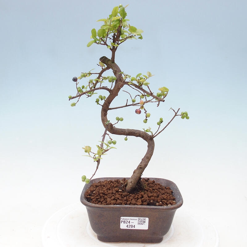 Izbová bonsai - Sagerécia thea - Sagerécia thea