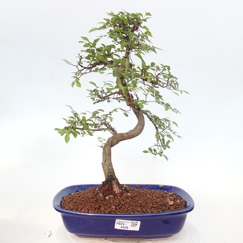 Izbová bonsai - Ulmus parvifolia - Malolistý brest