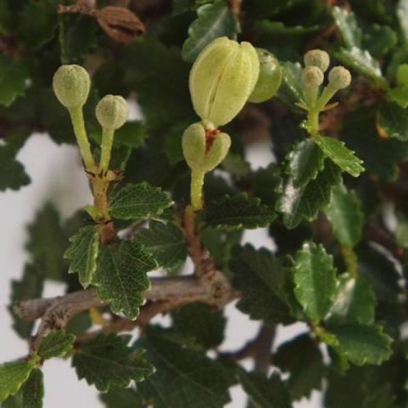 Izbová bonsai - Ulmus parvifolia - Malolistý brest