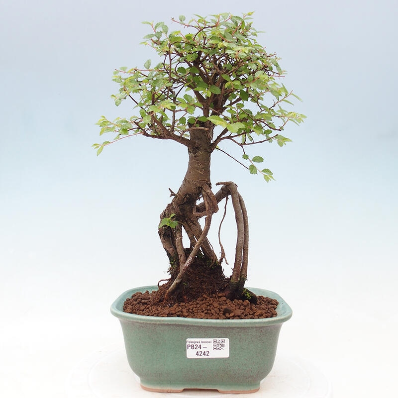 Izbová bonsai - Ulmus parvifolia - Malolistý brest