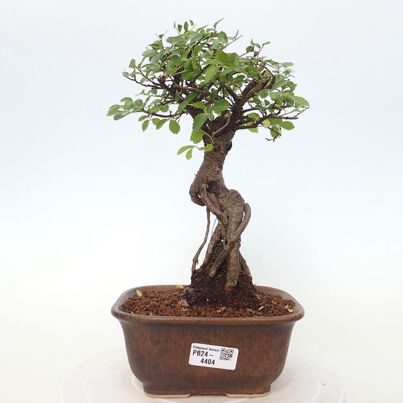 Izbová bonsai - Ulmus parvifolia - Malolistý brest