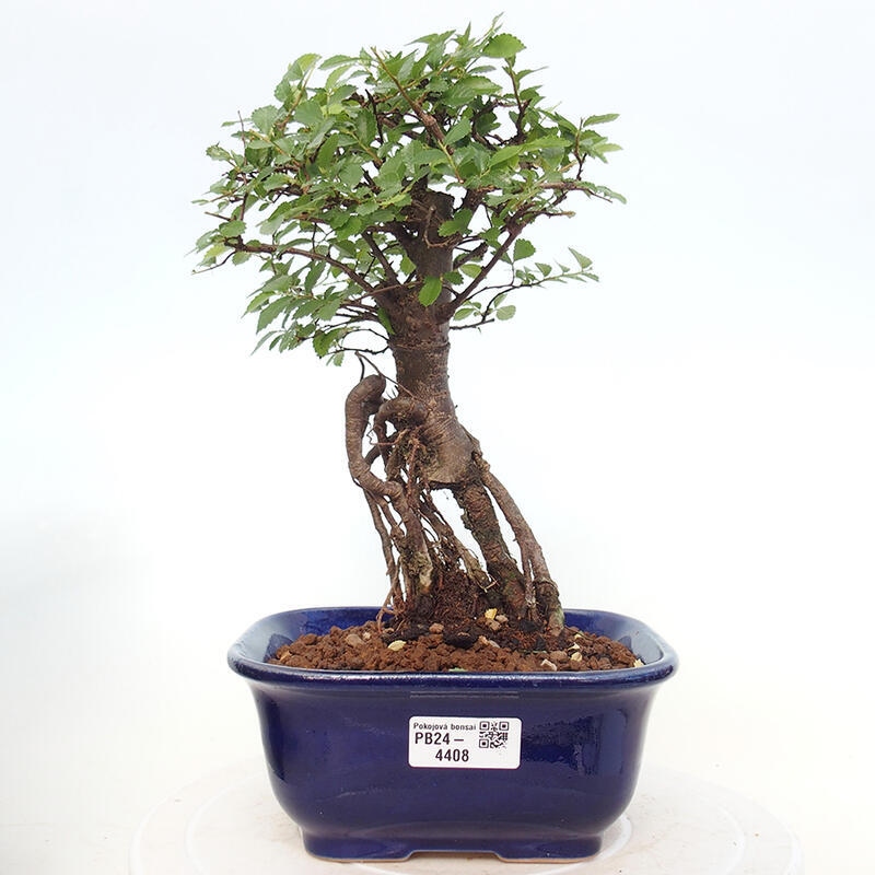 Izbová bonsai - Ulmus parvifolia - Malolistý brest