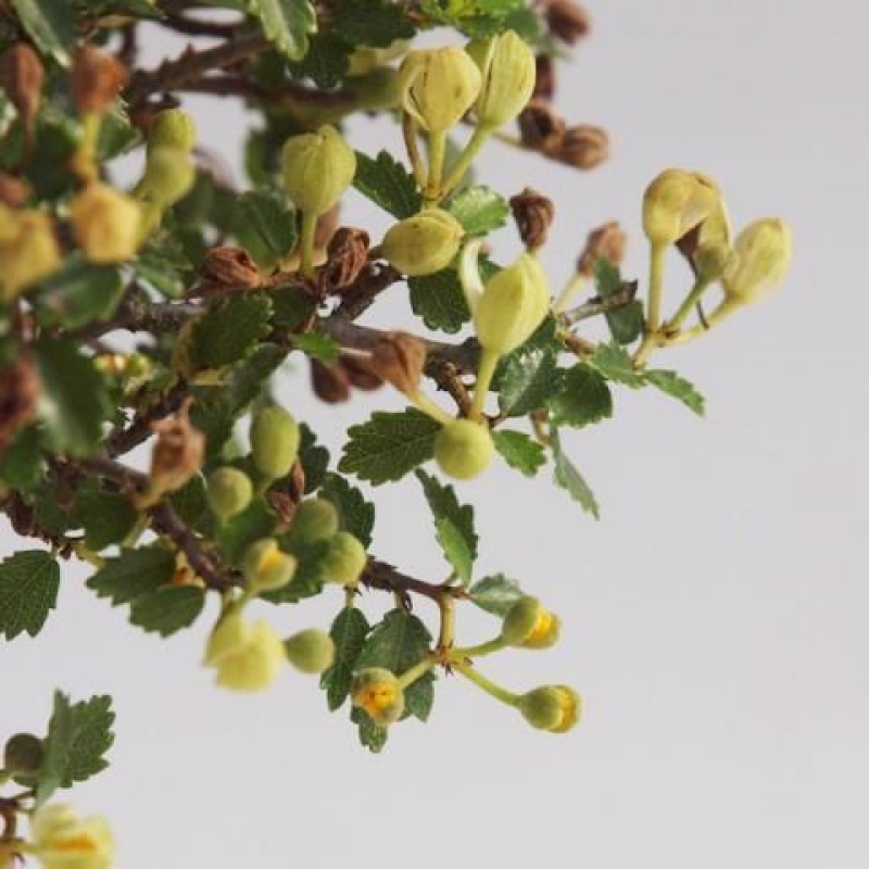 Izbová bonsai - Ulmus parvifolia - Malolistý brest