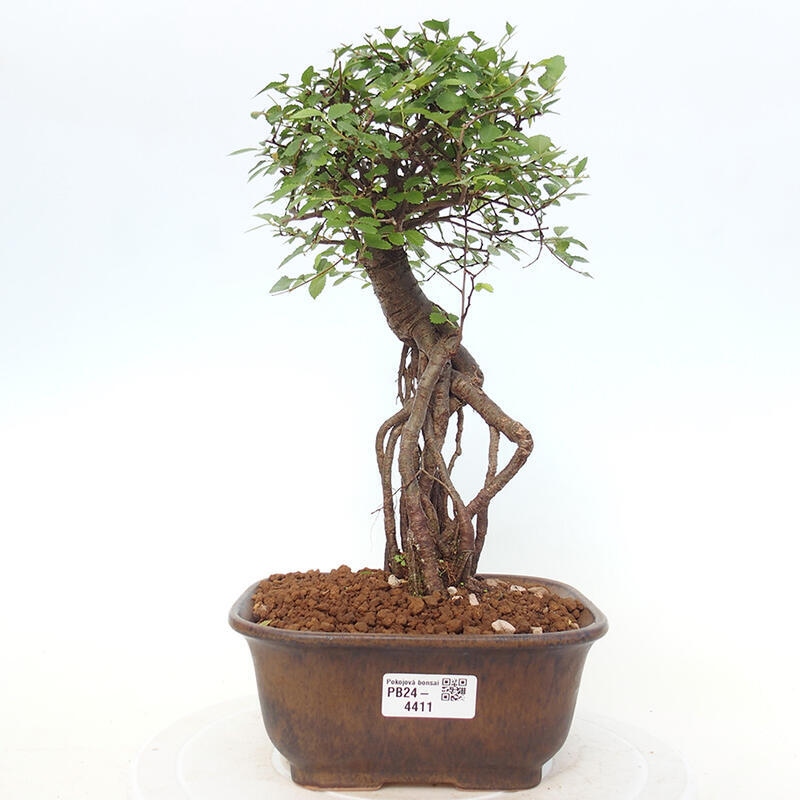 Izbová bonsai - Ulmus parvifolia - Malolistý brest