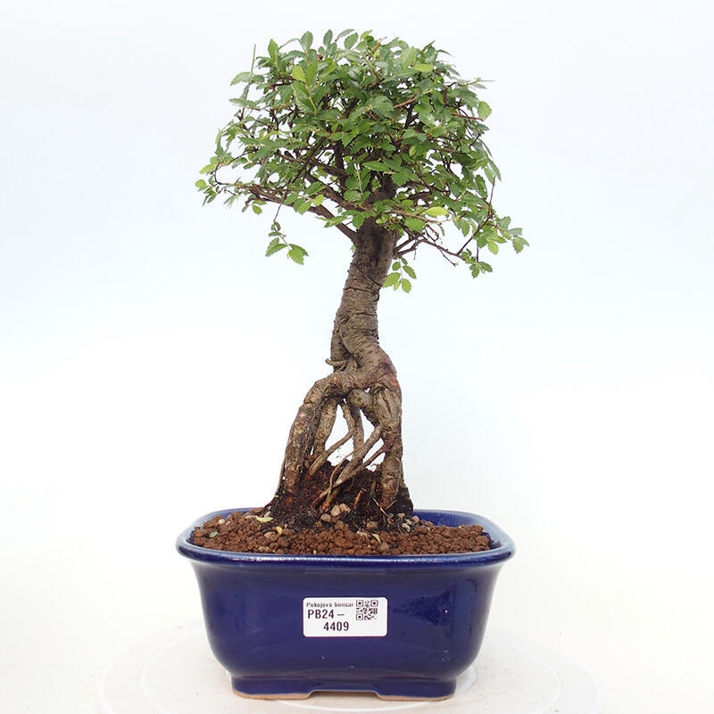 Izbová bonsai - Ulmus parvifolia - Malolistý brest