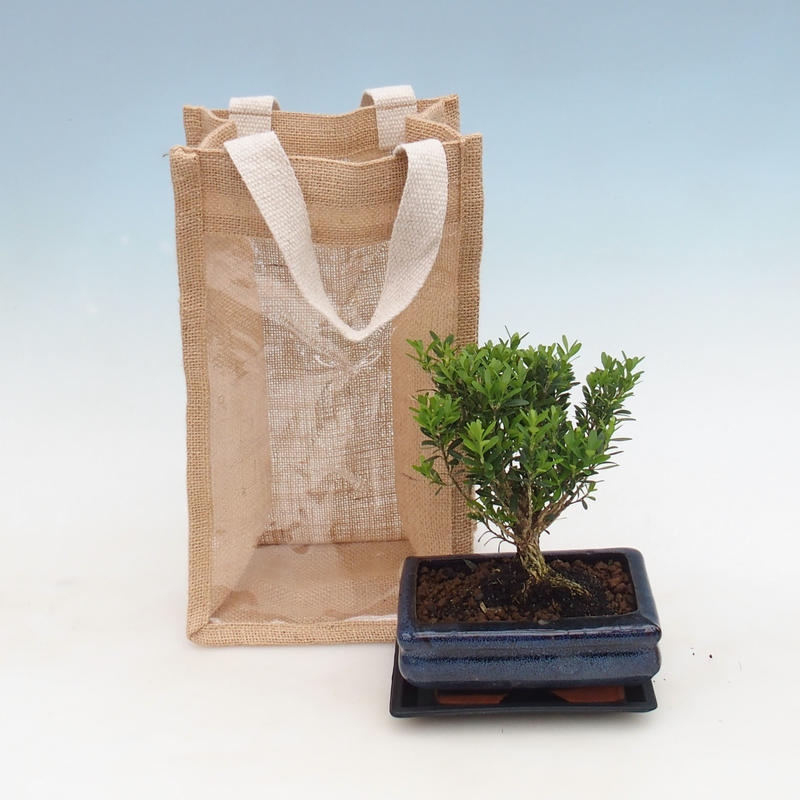 Izbová bonsai v darčekovej taške - JUTA Buxus harlandii-Korkový buxus