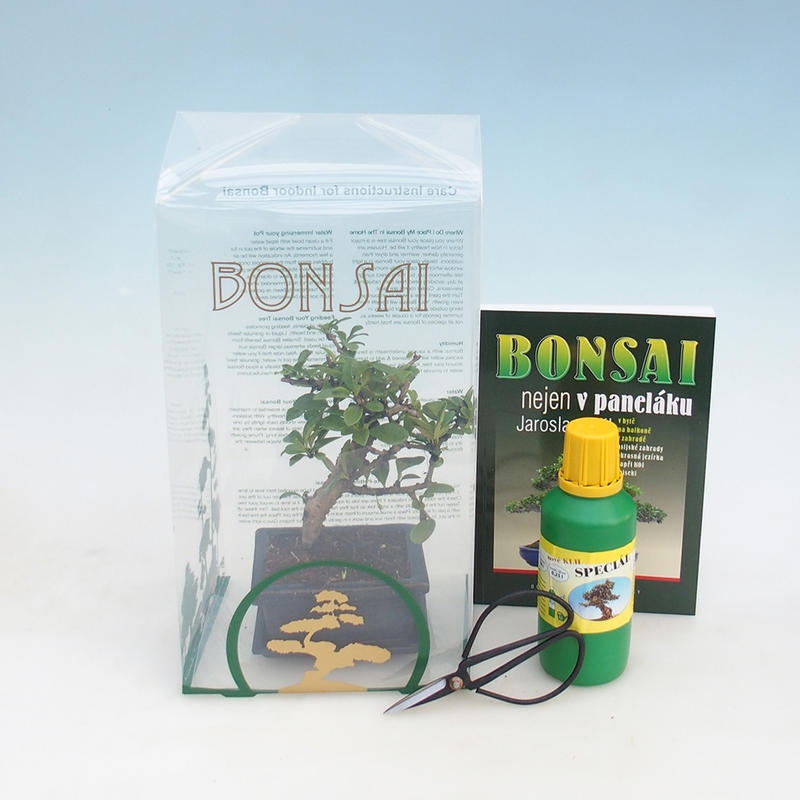 Izbová bonsai v darčekovej krabičke