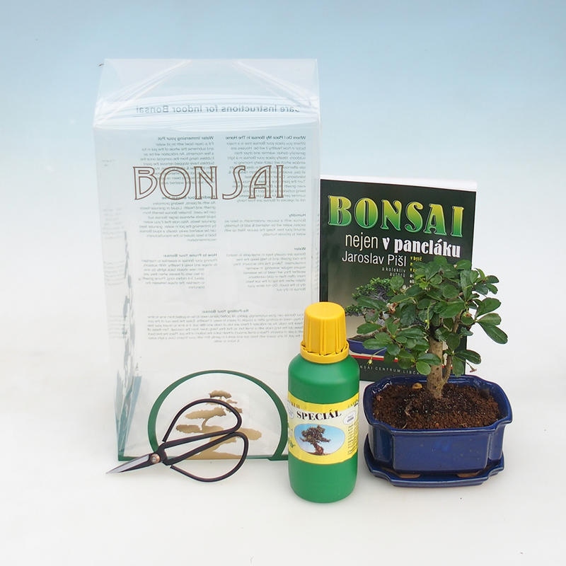 Izbová bonsai v darčekovej krabičke