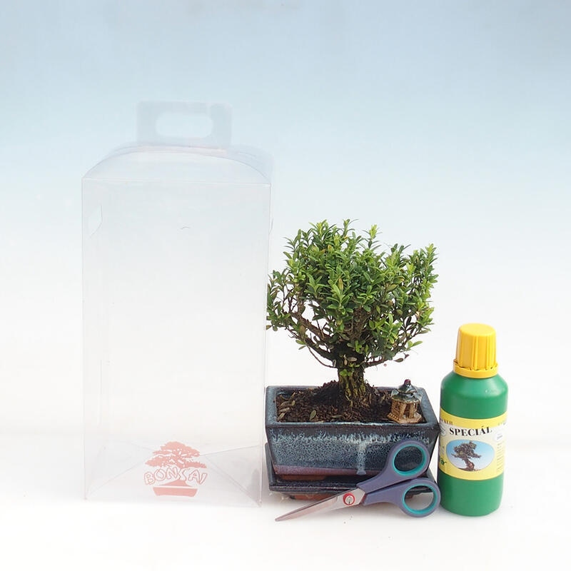 Izbová bonsai v darčekovej krabičke pre chlapcov - Korkový buxus - Buxus harlandii