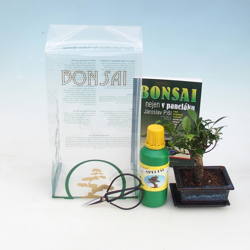 Izbová bonsai v darčekovej krabičke Ficus retusa - fikus malolistá