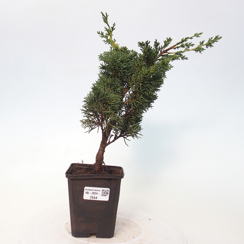 Vonkajšie bonsai - Juniperus chinensis Kishu -Jalovec čínsky