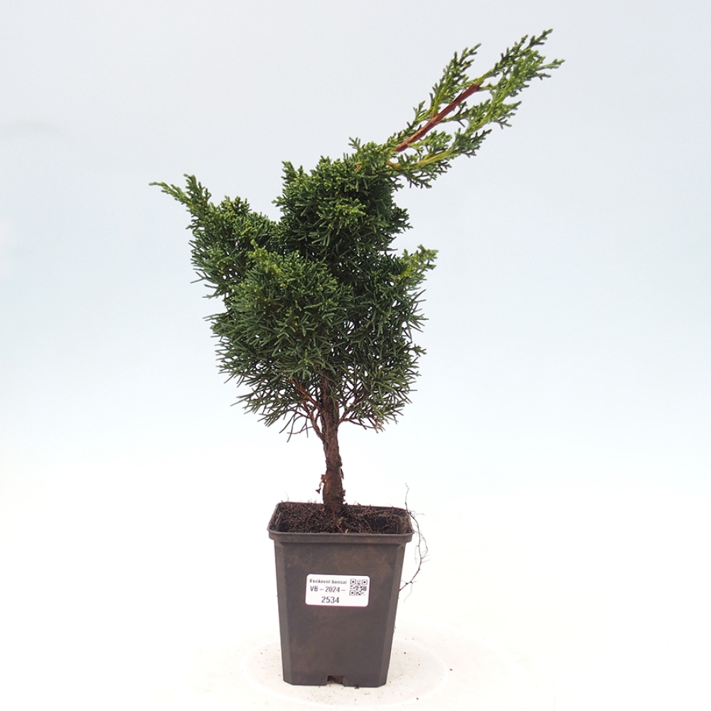 Vonkajšie bonsai - Juniperus chinensis Kishu -Jalovec čínsky