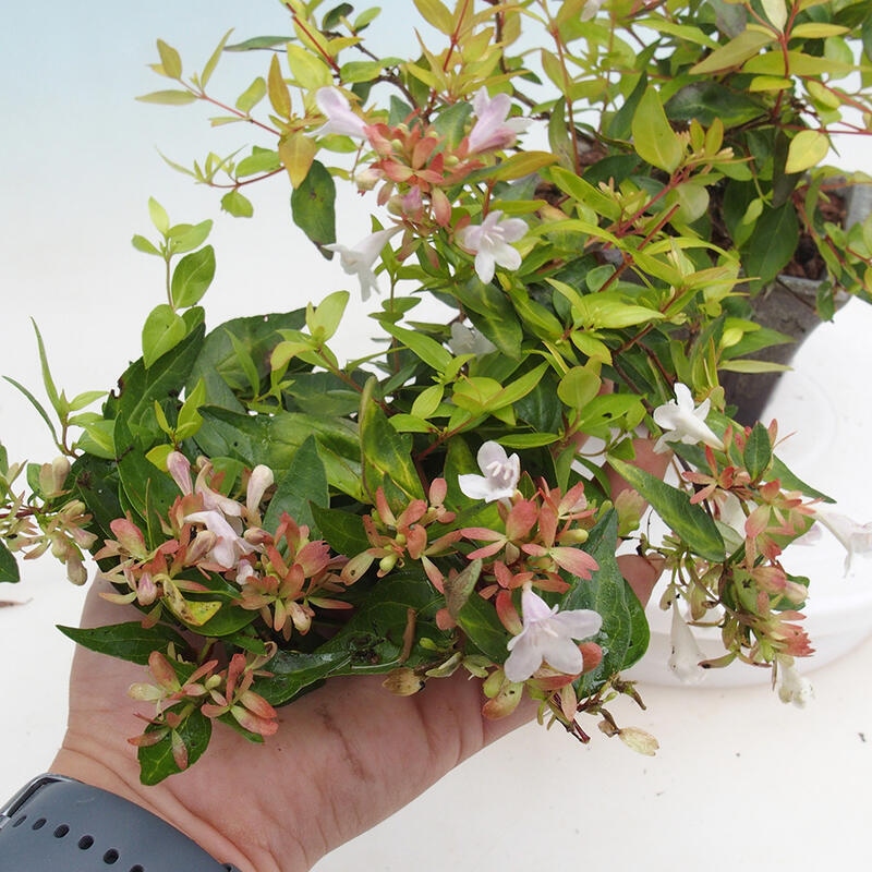 Vonkajší bonsai - Abelia Grandiflora 'Francis Mason' - Abélia