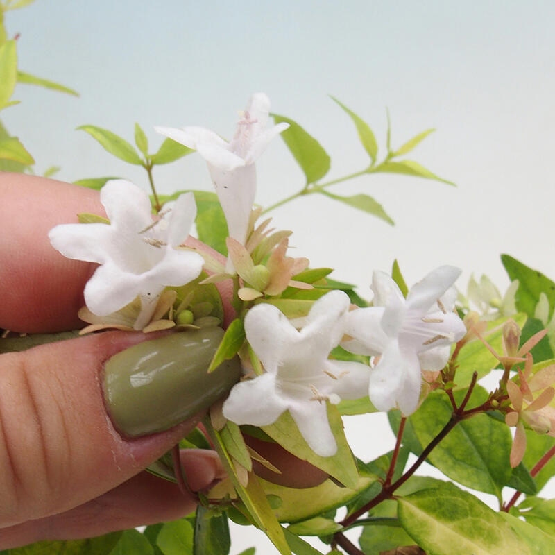 Vonkajší bonsai - Abelia Grandiflora 'Francis Mason' - Abélia