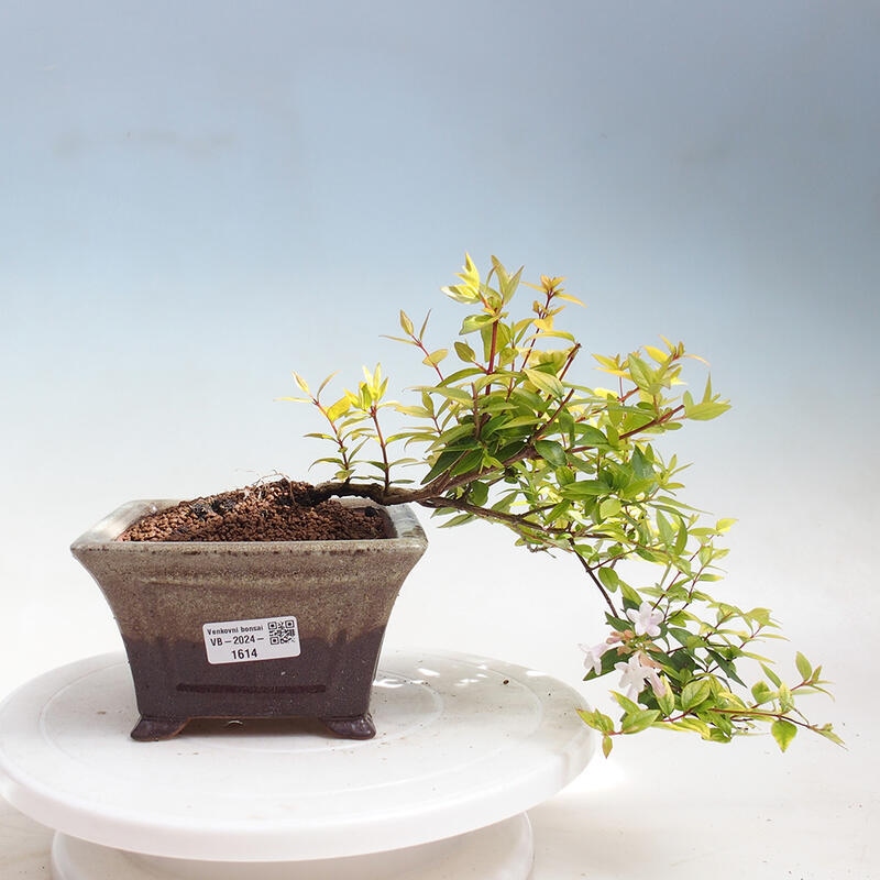 Vonkajší bonsai - Abelia Grandiflora 'Francis Mason' - Abélia