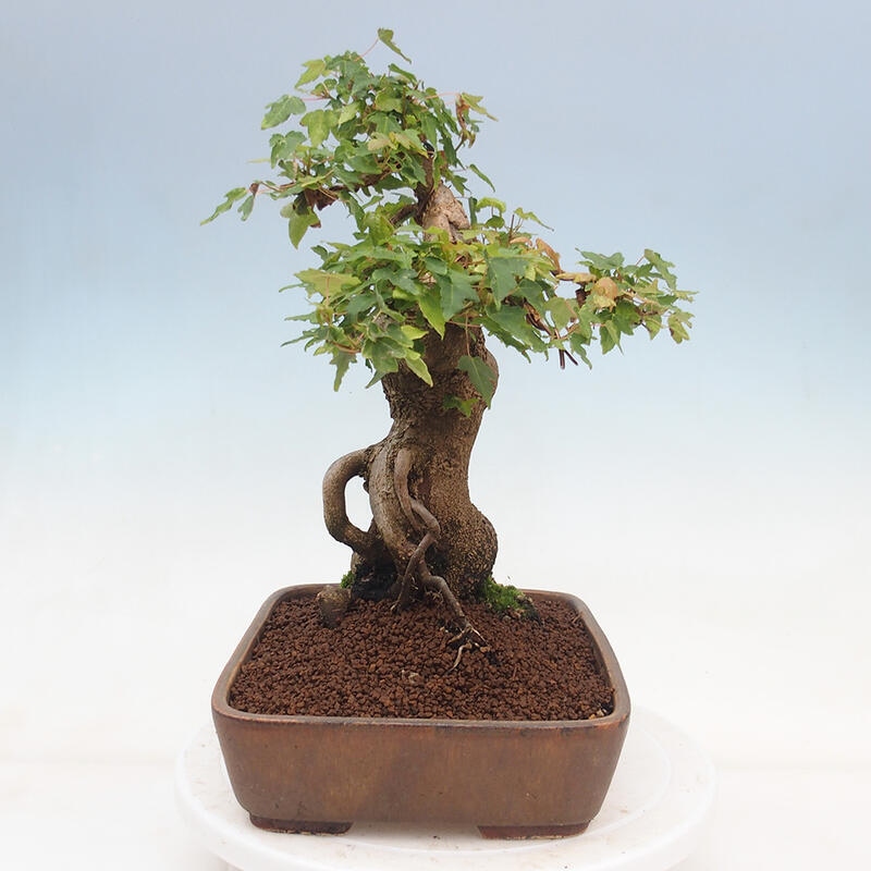 Vonkajšie bonsai - Javor Buergerianum - Javor Burgerův