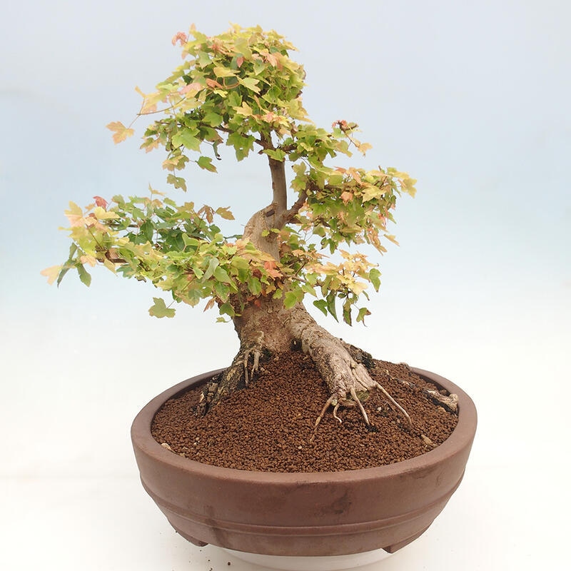 Vonkajšie bonsai - Javor Buergerianum - Javor Burgerův