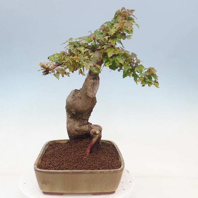 Vonkajšie bonsai - Javor Buergerianum - Javor Burgerův