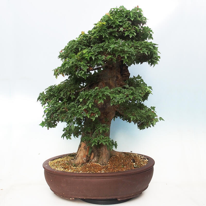 Vonkajšie bonsai - Javor Buergerianum - Javor Burgerův