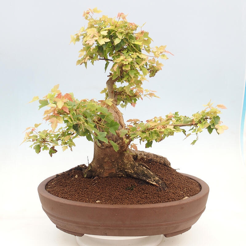 Vonkajšie bonsai - Javor Buergerianum - Javor Burgerův