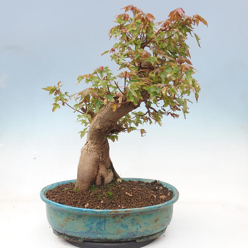 Vonkajšie bonsai - Javor Buergerianum - Javor Burgerův