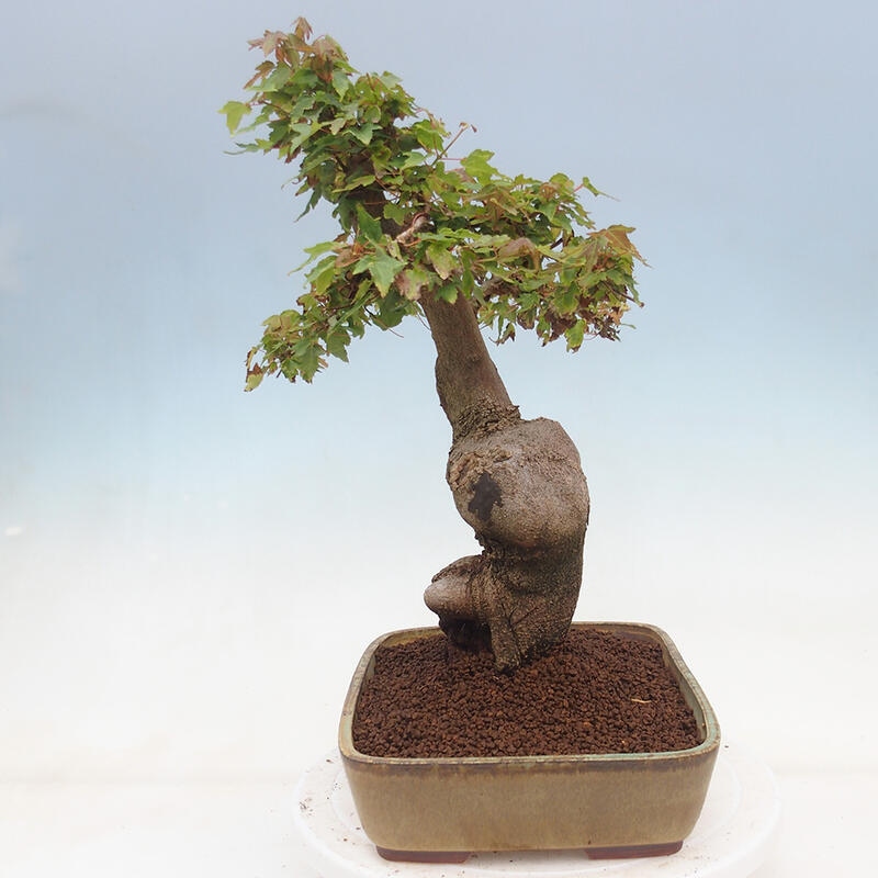 Vonkajšie bonsai - Javor Buergerianum - Javor Burgerův