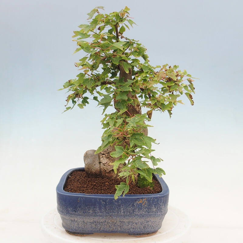 Vonkajšie bonsai - Javor Buergerianum - Javor Burgerův