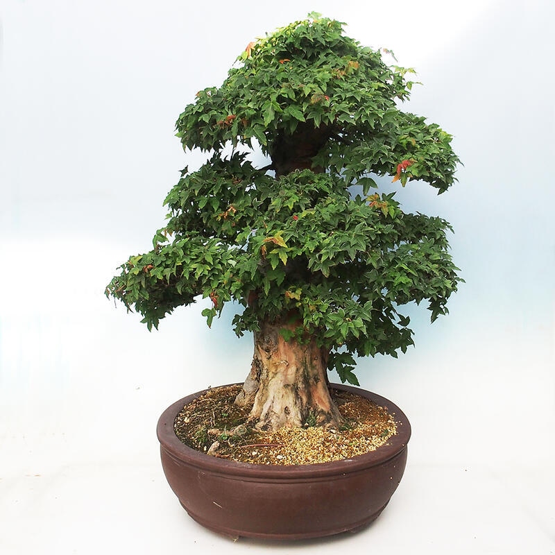 Vonkajšie bonsai - Javor Buergerianum - Javor Burgerův