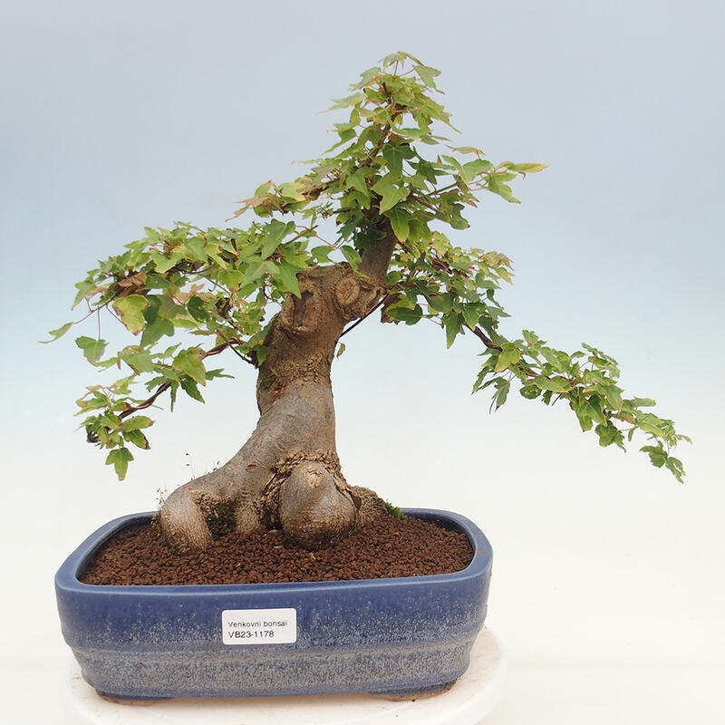 Vonkajšie bonsai - Javor Buergerianum - Javor Burgerův