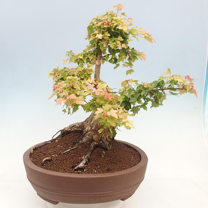 Vonkajšie bonsai - Javor Buergerianum - Javor Burgerův