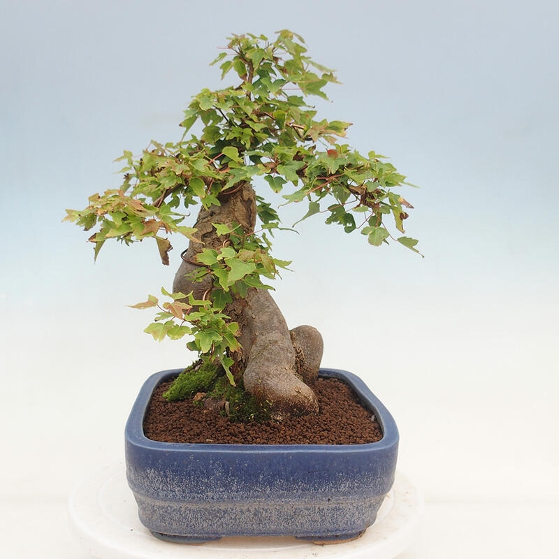 Vonkajšie bonsai - Javor Buergerianum - Javor Burgerův