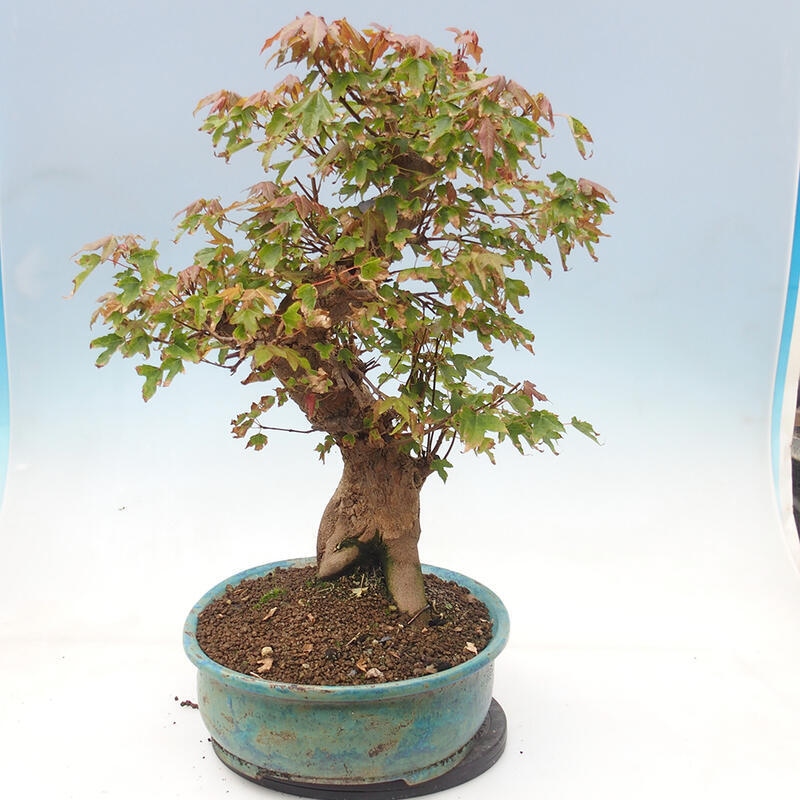 Vonkajšie bonsai - Javor Buergerianum - Javor Burgerův