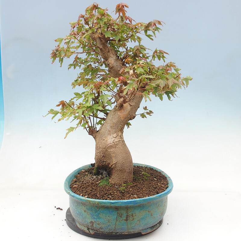 Vonkajšie bonsai - Javor Buergerianum - Javor Burgerův