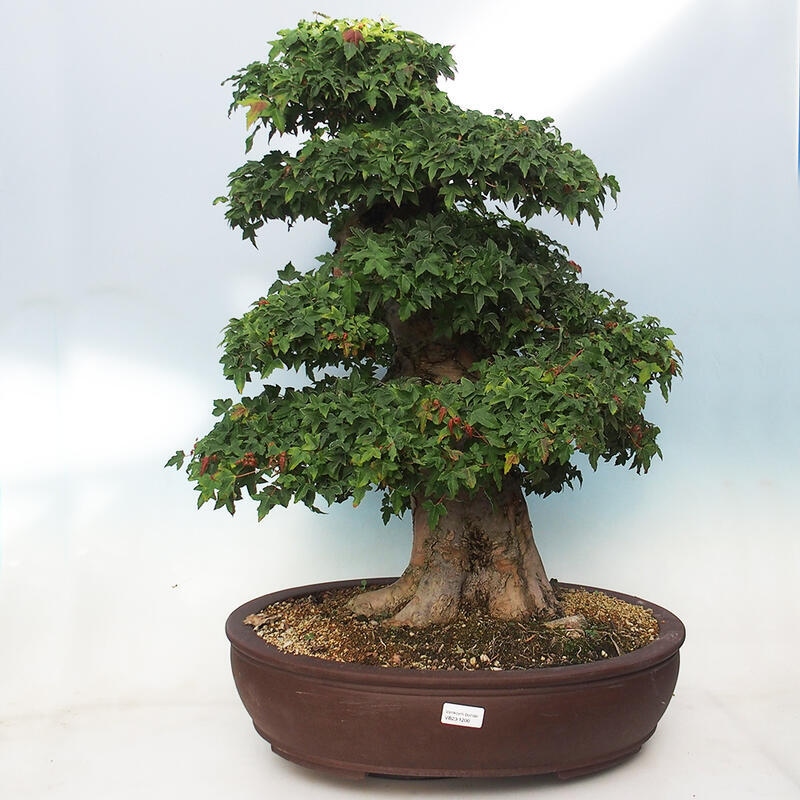 Vonkajšie bonsai - Javor Buergerianum - Javor Burgerův