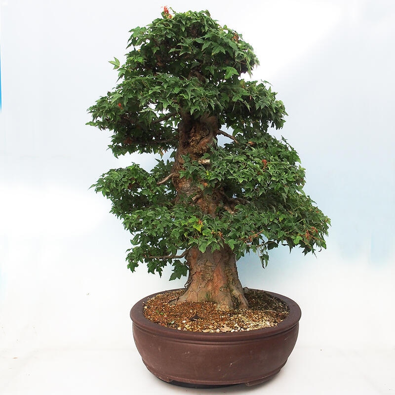 Vonkajšie bonsai - Javor Buergerianum - Javor Burgerův