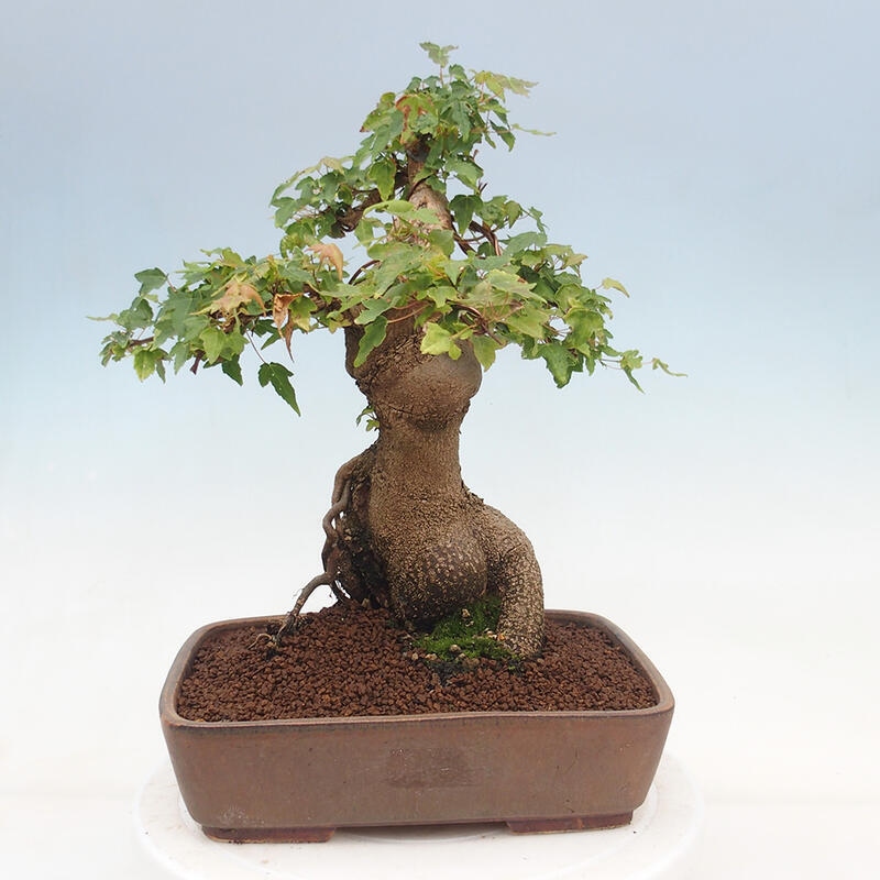 Vonkajšie bonsai - Javor Buergerianum - Javor Burgerův