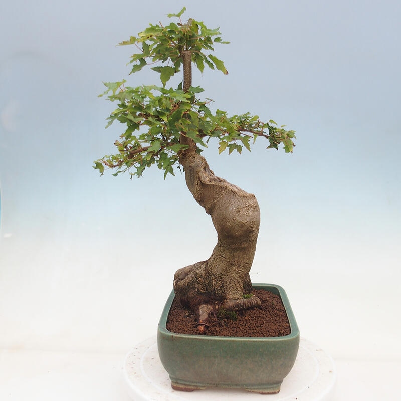 Vonkajšie bonsai - Javor Buergerianum - Javor Burgerův