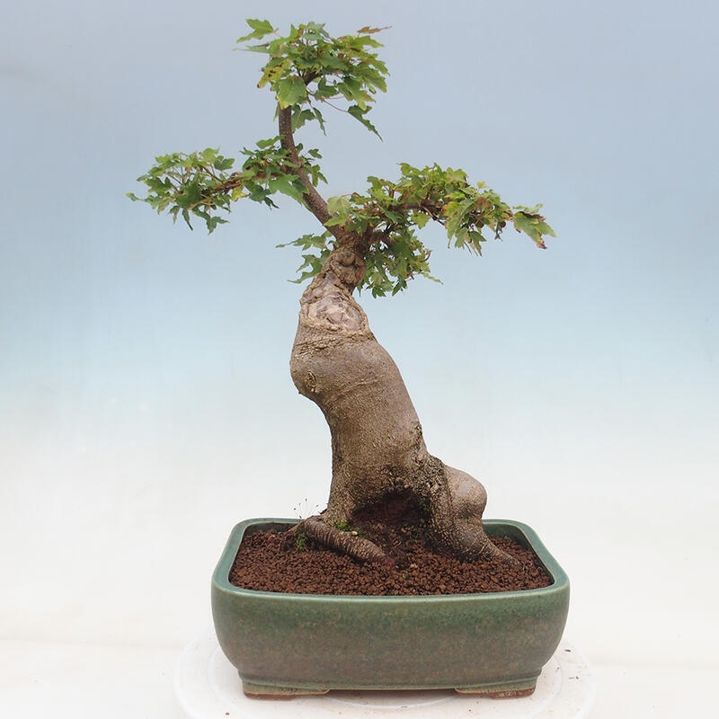 Vonkajšie bonsai - Javor Buergerianum - Javor Burgerův