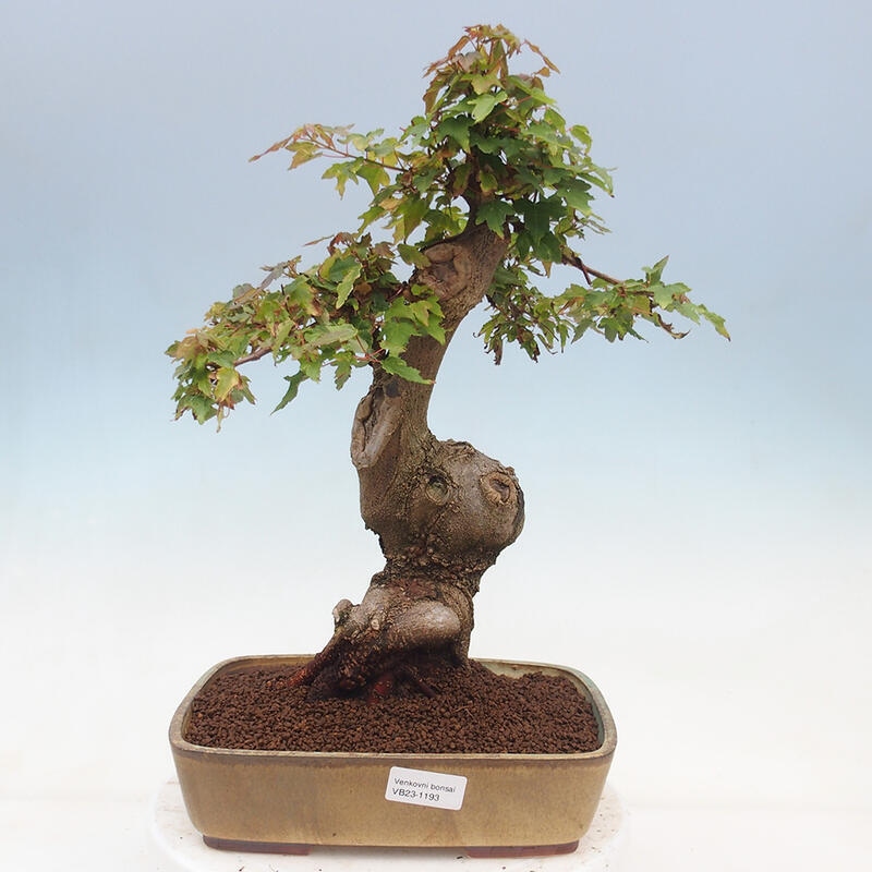 Vonkajšie bonsai - Javor Buergerianum - Javor Burgerův