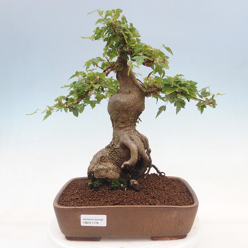 Vonkajšie bonsai - Javor Buergerianum - Javor Burgerův