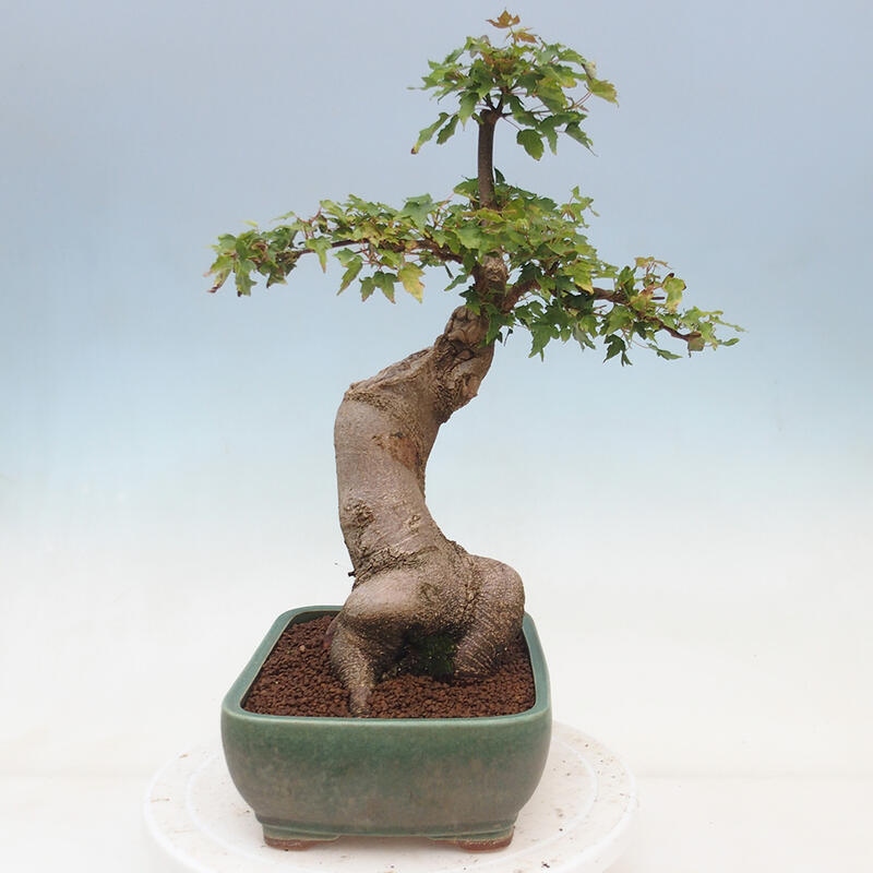 Vonkajšie bonsai - Javor Buergerianum - Javor Burgerův